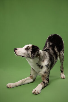 Border Collie mix performs a deep play bow while stretching in the studio. Energetic pose against a green backdrop suggests activity, flexibility and playful canine behavior.