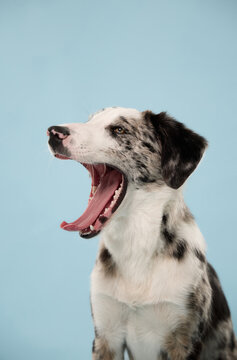 Border Collie mix opens its mouth wide while yawning during a studio portrait. Funny spontaneous expression creates a relatable concept about tiredness, sleep and canine behavior.