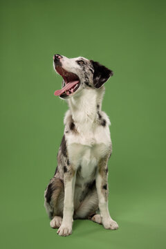 Border Collie mix yawns while sitting against a simple green backdrop. Funny spontaneous pose illustrates tiredness, sleepiness and natural everyday canine behavior.