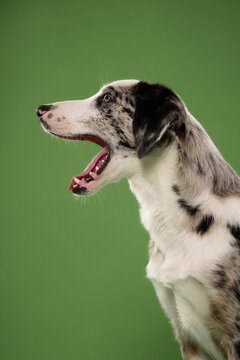 Happy mixed breed dog pants with mouth open while looking to the side. Green studio portrait captures cheerful mood, merle markings and an energetic friendly companion personality.