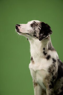 Border Collie mix raises its head while sitting against a simple green backdrop. Clean studio portrait shows attentive behavior, merle coat and curious companion character.