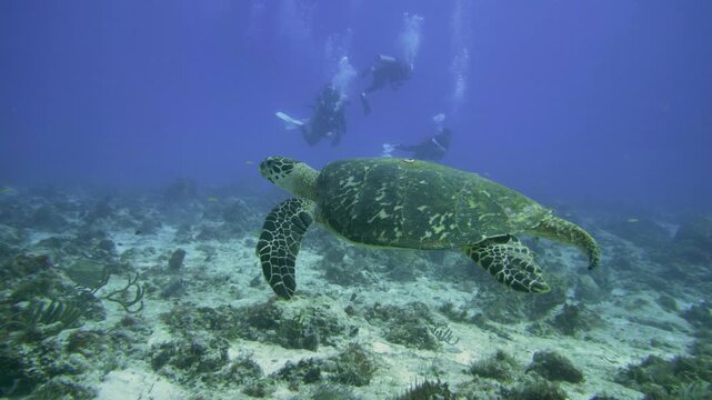 Hawksbill sea turtle swims horizontally over sand, coral and sponges at Tortugas dive site near Playa del Carmen, Quintana Roo, Mexico.