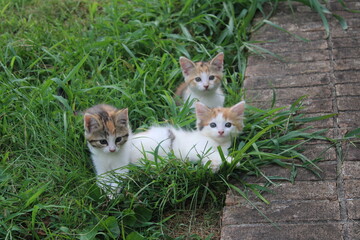 Three kittens in the grass © HH Homestead