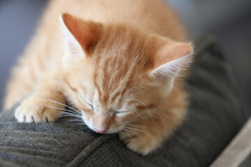 Sleeping orange kitten © HH Homestead