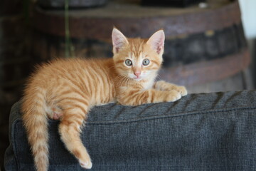 Lounging kitten with bourbon barrel background © HH Homestead