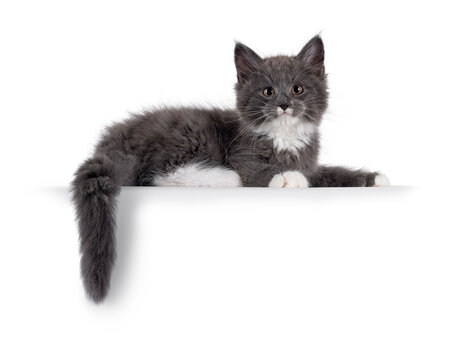 Adorable blue with white Maine Coon cat kitten, laying down side ways on edge. Looking straight to camera with chubby cheeks and moustache markings. Isolated on a white background.
