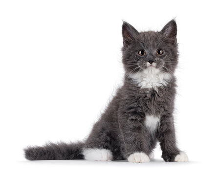 Adorable blue with white Maine Coon cat kitten, sitting up side ways. Looking straight to camera with chubby cheeks and moustache markings. Isolated on a white background.