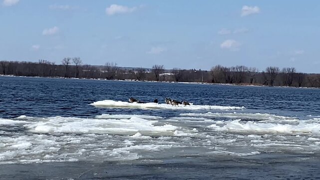 Flock of Canada geese resting and drifting on melting ice floes along a wide river during the spring thaw.