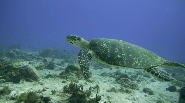 Hawksbill sea turtle remains low beside a large barrel sponge on a sandy coral reef at Tortugas, Playa del Carmen, Quintana Roo, Mexico.