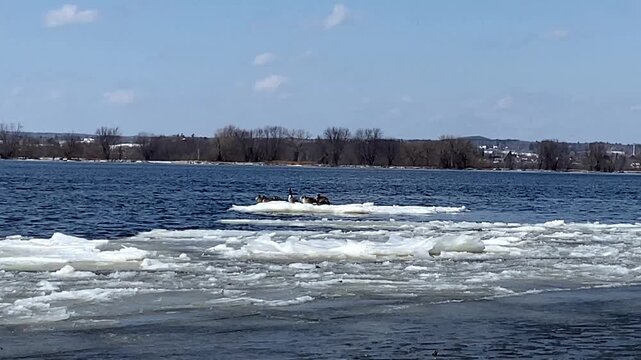 Flock of Canada geese resting and drifting on melting ice floes along a wide river during the spring thaw.