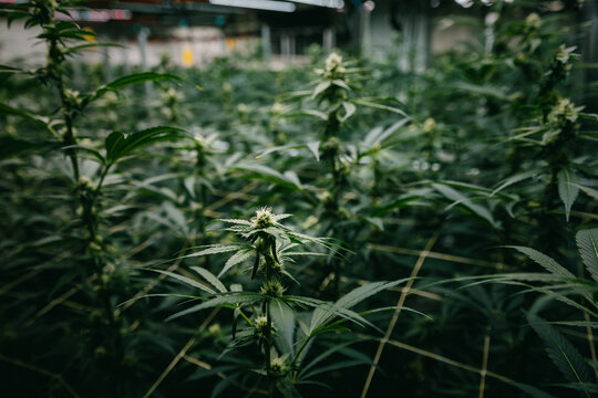 Indoor cannabis grow room background with dense flowering hemp plants for cultivation banner and agricultural design