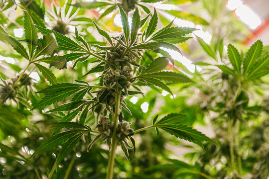 cannabis indoor plant with tall stems and clustered buds among green leaves for botanical background and wellness poster