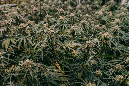 Close up cannabis buds and foliage in indoor grow room showing trichomes and dense flowering for botanical background and product detail