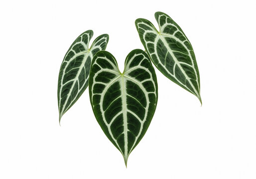 Tropical Alocasia Leaf with White Veins Isolated