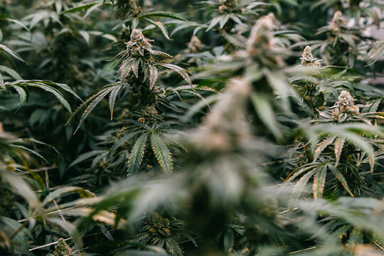 Dense cannabis crop field with multiple flowering tops for agricultural background and industrial hemp cultivation banner and production design