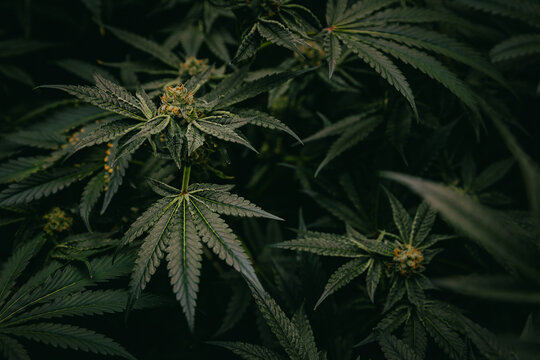 Thai cannabis plant canopy close-up with flowering buds and dark green leaves for botanical background and herbal cultivation banner