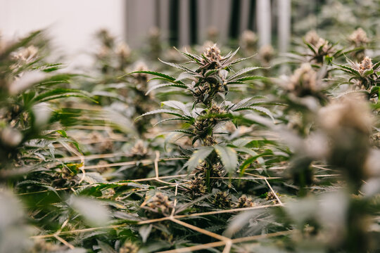 Close up indoor cannabis grow room with budding plants and trellis for botanical background and cultivation design
