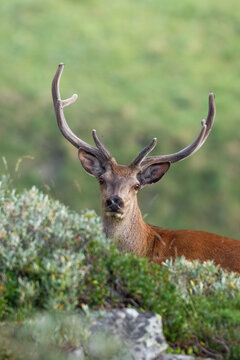 European Red Deer (Cervus elaphus) close-up portrait. Wild animal with velvet antlers taken in the Italian Alps, Monviso natural Park, Piedmont. Summer.