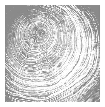 White and gray boho wood texture. Detailed black and white texture of a felled tree trunk or stump. Rough organic tree rings with close up of end grain.