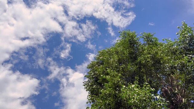 Leafy green tree crown sways beneath moving clouds in blue sky