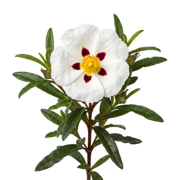 Cistus ladanifer, white petals with dark blotches and yellow center blooming on stem, resinous gum rockrose flower isolated on transparent background for natural botanical artwork.