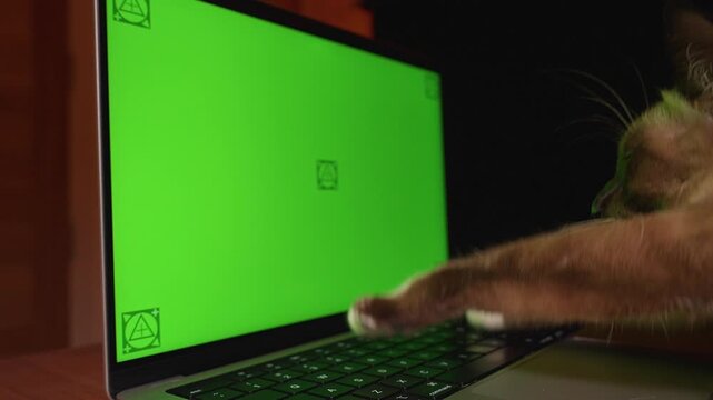 A Siamese Cat Works on a Laptop, Touching the Keyboard And Looking at a Green Screen, Funny Remote Work And Technology Scene
