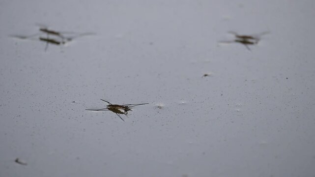 A water strider on the surface of a pond, a fast-moving creature that skims across the water, resembling a spider