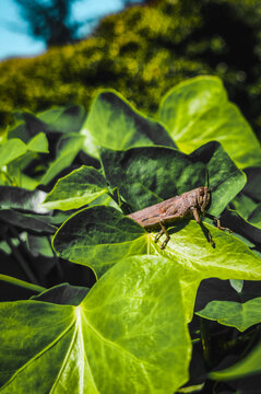 Vertical shot of a brown grasshopper resting on vibrant green ivy leaves in natural sunlight
