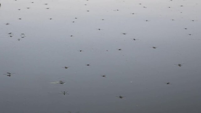A water strider on the surface of a pond, a fast-moving creature that skims across the water, resembling a spider