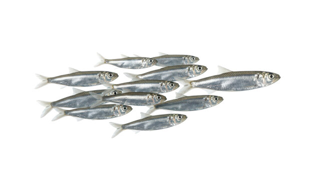 A school of small silver fish swimming together isolated on transparent background