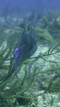 Queen triggerfish swims close to branching sea fans and reef growth at Tortugas dive site, Playa del Carmen, Quintana Roo, Mexico.