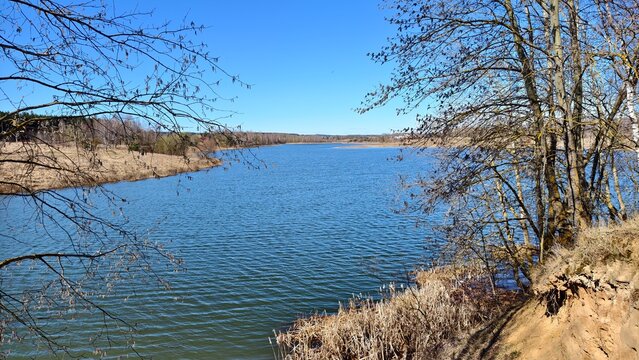 An alder tree grows on the high, sandy, steep shore of the lake. There's a wave on the water. On the opposite gentle bank there is last year's withered grass and mixed forest. Sunny spring weather