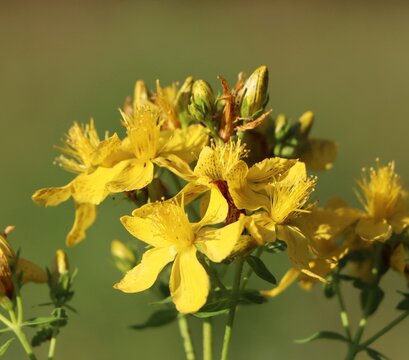 Perforate St. John's wort (Hypericum perforatum) blooming in a meadow