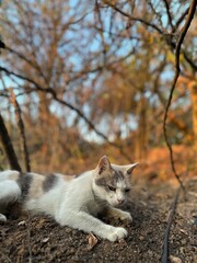 squirrel on tree © Тимур Осипов