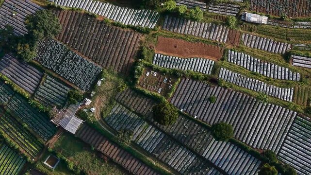 Aerial view of Cihideung flower and vegetable farms with rows of crops and plastic greenhouses in Parongpong, West Java, Indonesia.