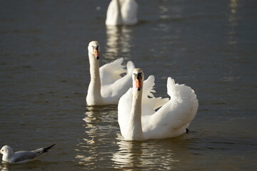 swans birds and seagulls in Black sea at Varna - BG © Miralem