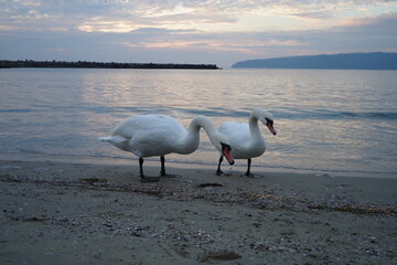 swans birds and seagulls in Black sea at Varna - BG © Miralem