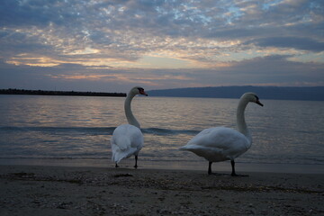swans birds and seagulls in Black sea at Varna - BG © Miralem