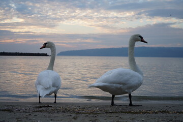 swans birds and seagulls in Black sea at Varna - BG © Miralem