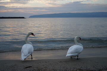 swans birds and seagulls in Black sea at Varna - BG © Miralem