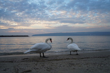 swans birds and seagulls in Black sea at Varna - BG © Miralem