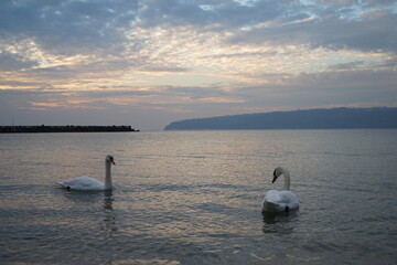 swans birds and seagulls in Black sea at Varna - BG © Miralem