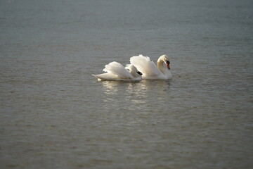 swans birds and seagulls in Black sea at Varna - BG © Miralem