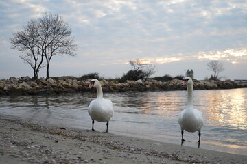 swans birds and seagulls in Black sea at Varna - BG © Miralem