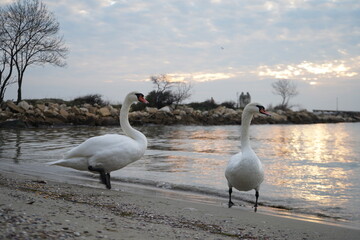 swans birds and seagulls in Black sea at Varna - BG © Miralem