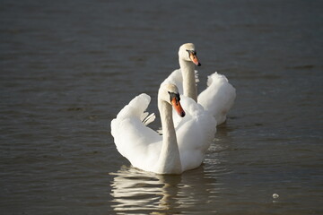 swans birds and seagulls in Black sea at Varna - BG © Miralem