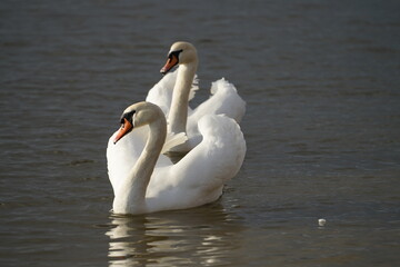 swans birds and seagulls in Black sea at Varna - BG © Miralem