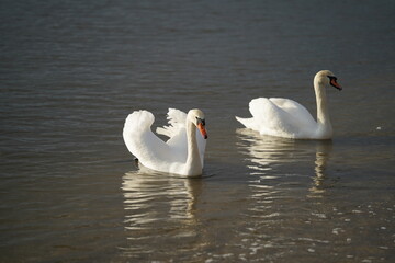 swans birds and seagulls in Black sea at Varna - BG © Miralem