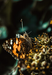 Macro view of a painted lady butterfly feeding on flower blossom with dark background © Jotaiglesias17
