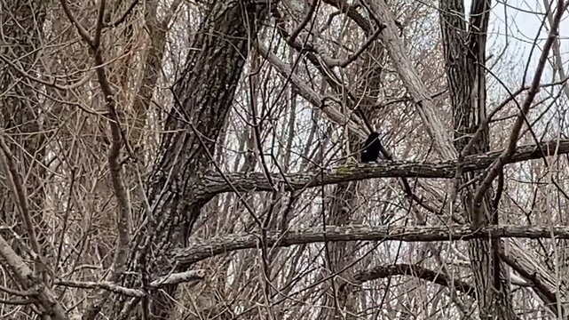 Black squirrel (Sciurus carolinensis) perched on bare tree branches in a winter forest canopy against an overcast sky.